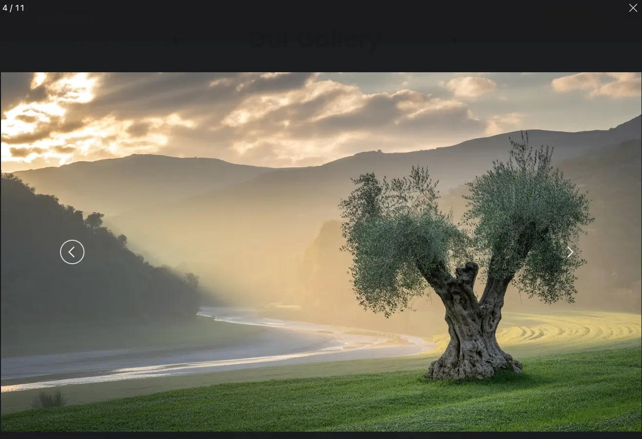 BubacatCity Gallery Section